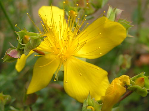 hypericum olaj ízületek kezelésében